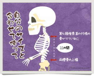 背面長