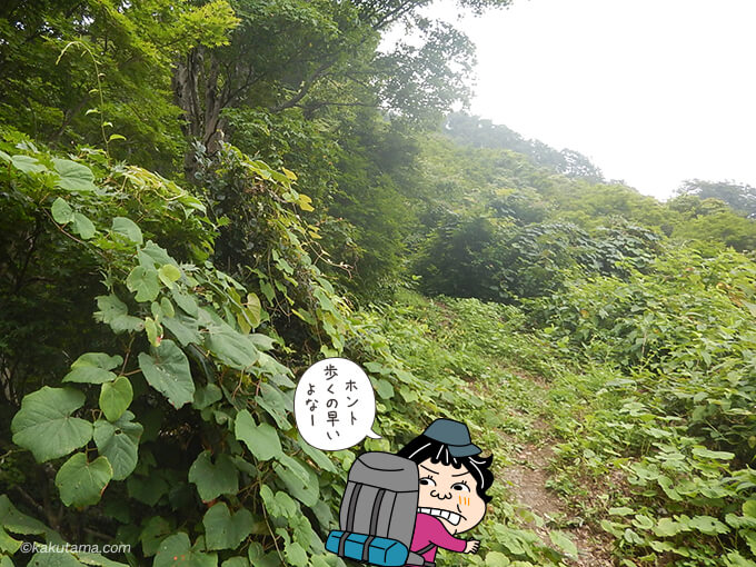 菊石山の登山道2