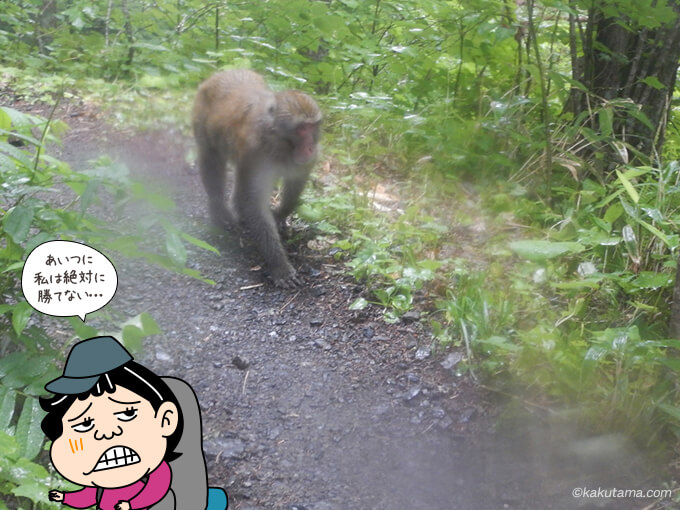 林道にいた猿