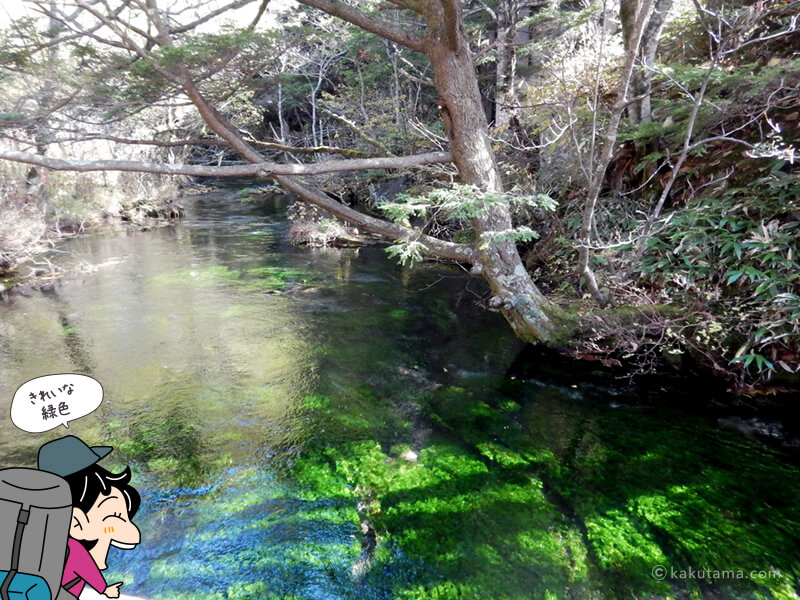緑色がキレイな池
