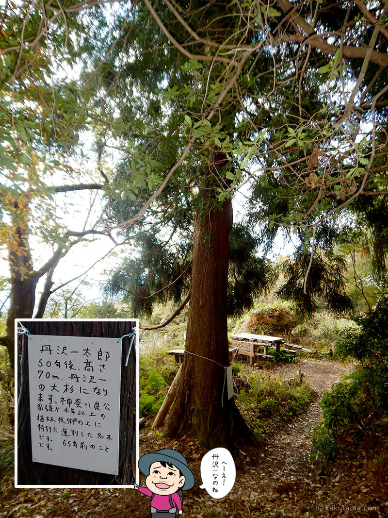 大倉高原山の家の一本杉