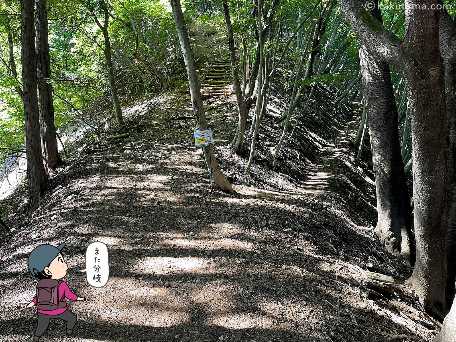 伊豆ヶ岳への登山道で現れた分岐点