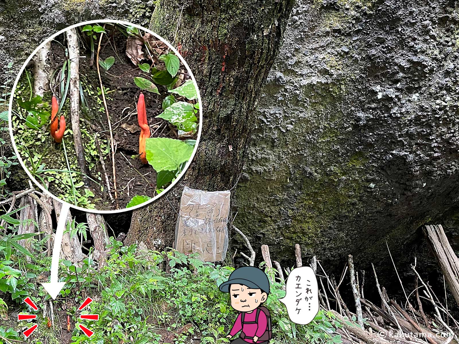 金時宿り石とカエンダケの写真と登山者のイラスト