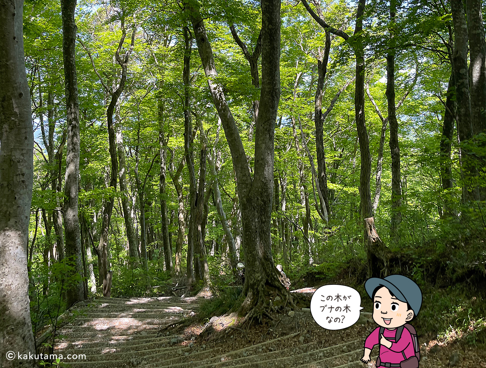 鳥取大山の夏山登山道のブナの木の写真と登山者のイラスト