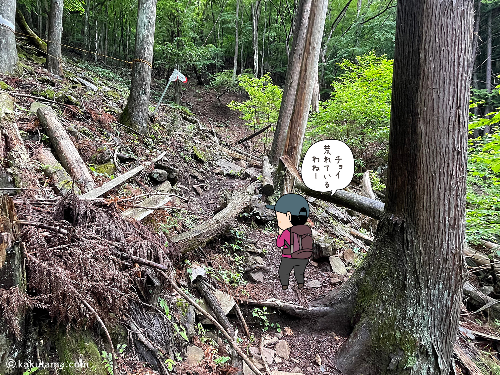 滝子山スミ沢ルートのちょっと荒れた樹林帯の写真と登山者のイラスト