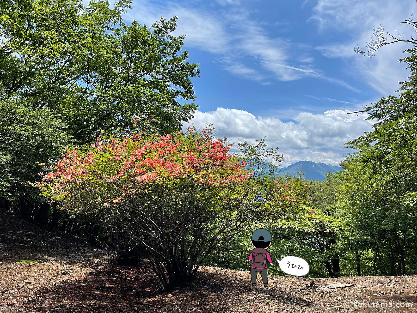 滝子山男坂と女坂の合流地点近くのヤマツツジの写真と登山者のイラスト