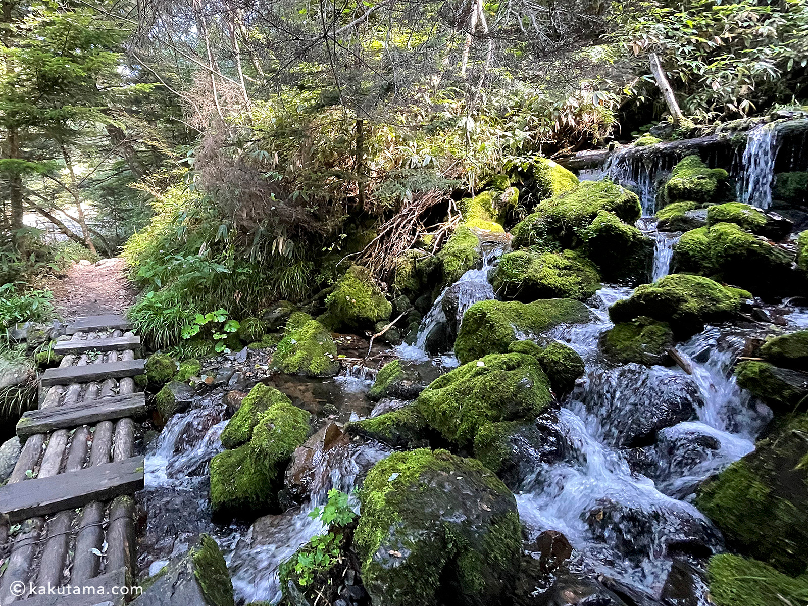 槍沢登山道の苔とせせらぎの写真