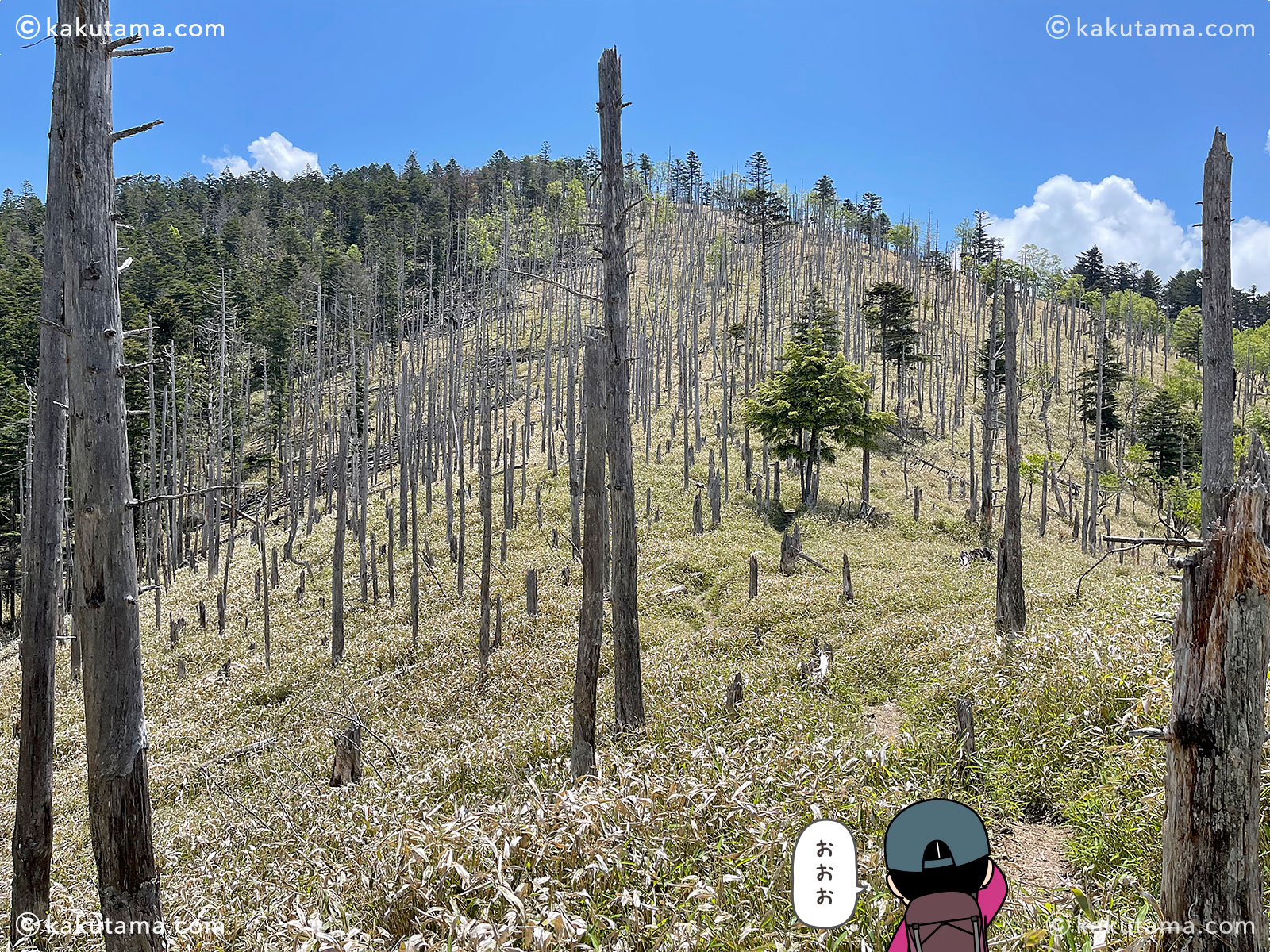 牛奥ノ雁ヶ腹摺山の針の山のような枯れ木ゾーンの写真と登山者のイラスト