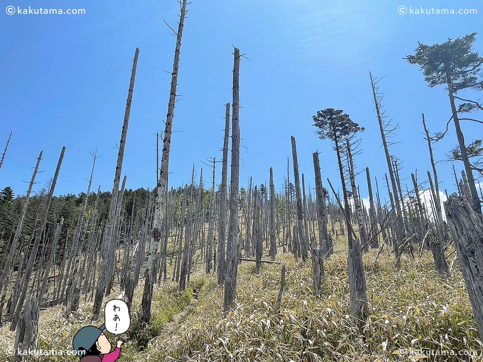 牛奥ノ雁ヶ腹摺山の針の山のような枯れ木ゾーンの写真と登山者のイラスト