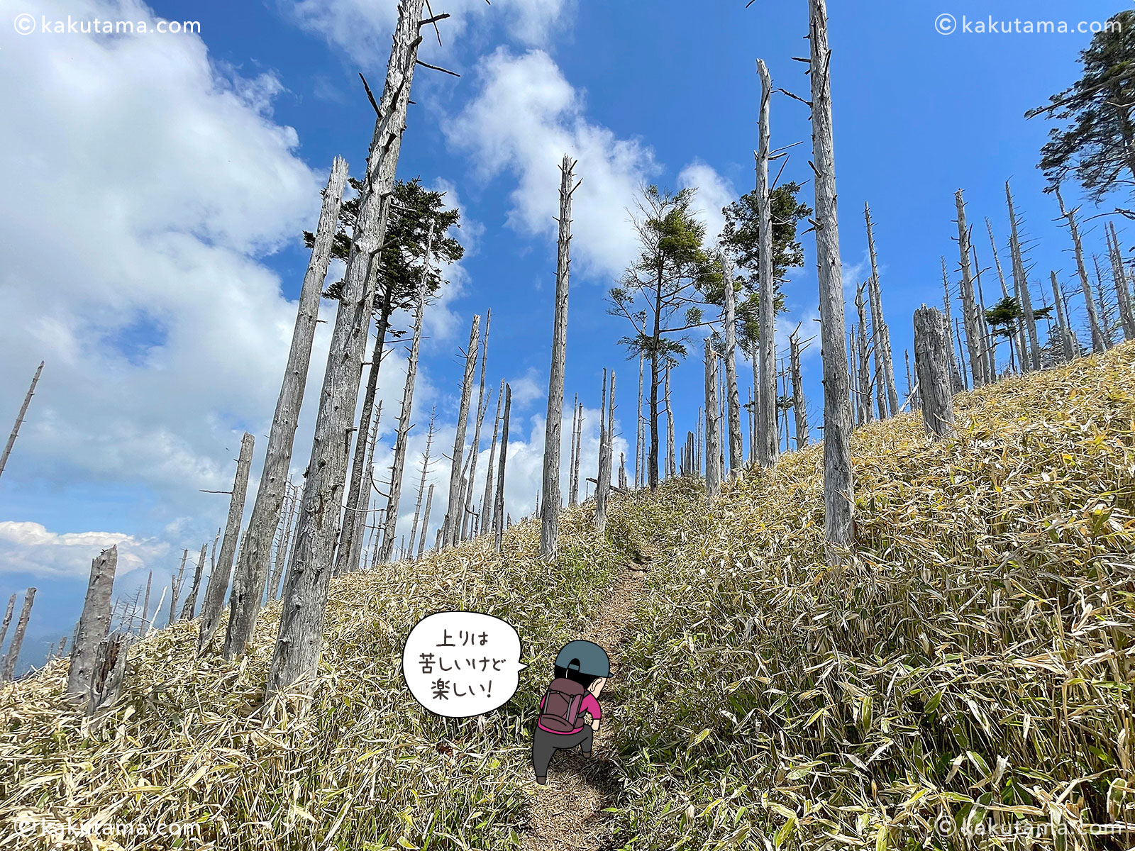 牛奥ノ雁ヶ腹摺山の針の山のような枯れ木ゾーンの写真と登山者のイラスト