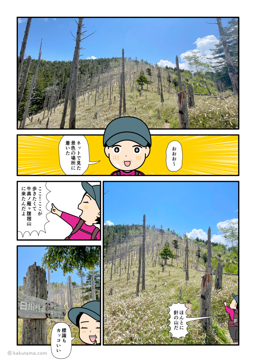 牛奥ノ雁ヶ腹摺山の針の山のような枯れ木ゾーンを登る登山者の漫画とイラスト