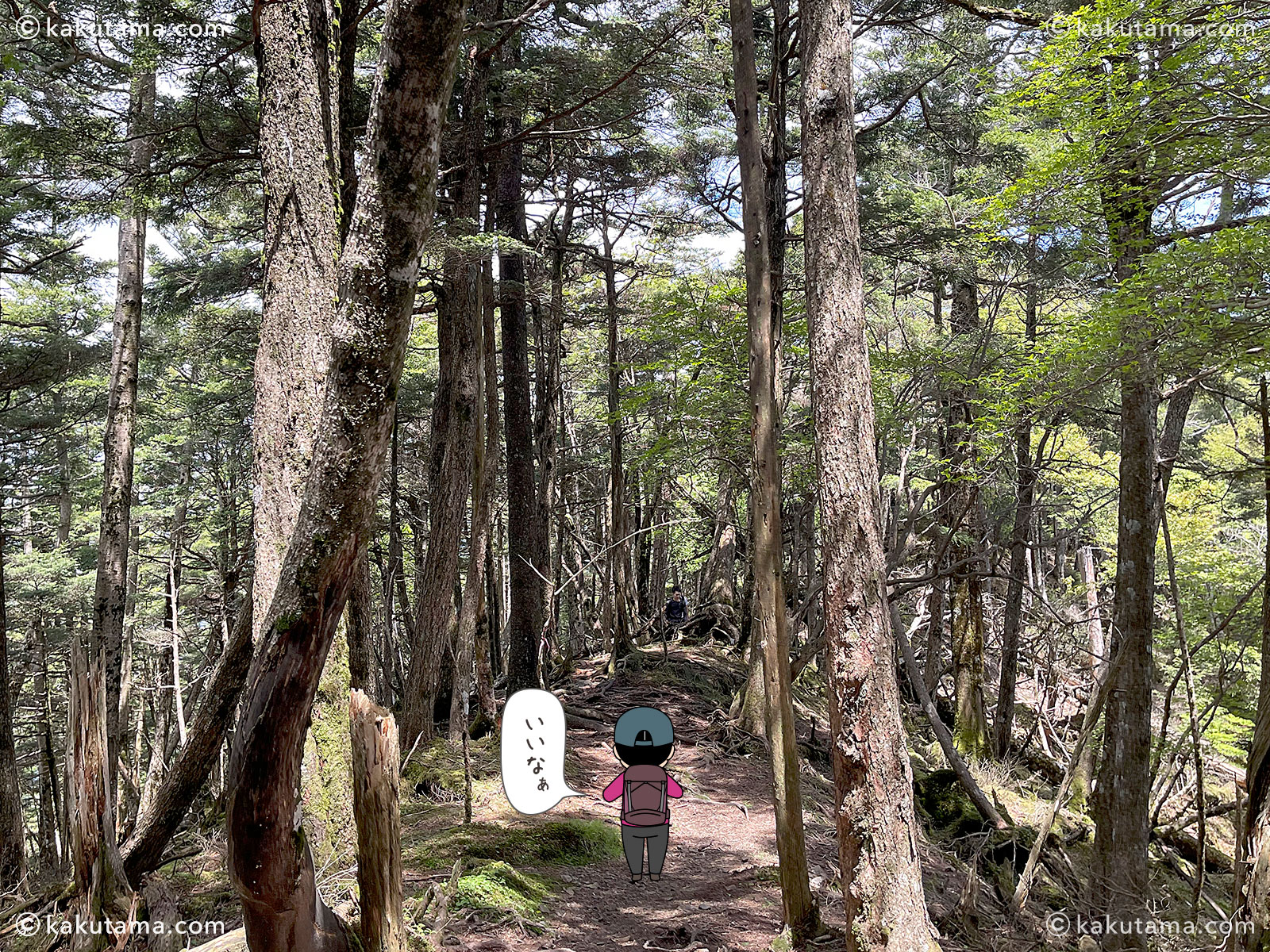 小金沢山から石丸峠へは樹林帯から始まる写真と登山者のイラスト