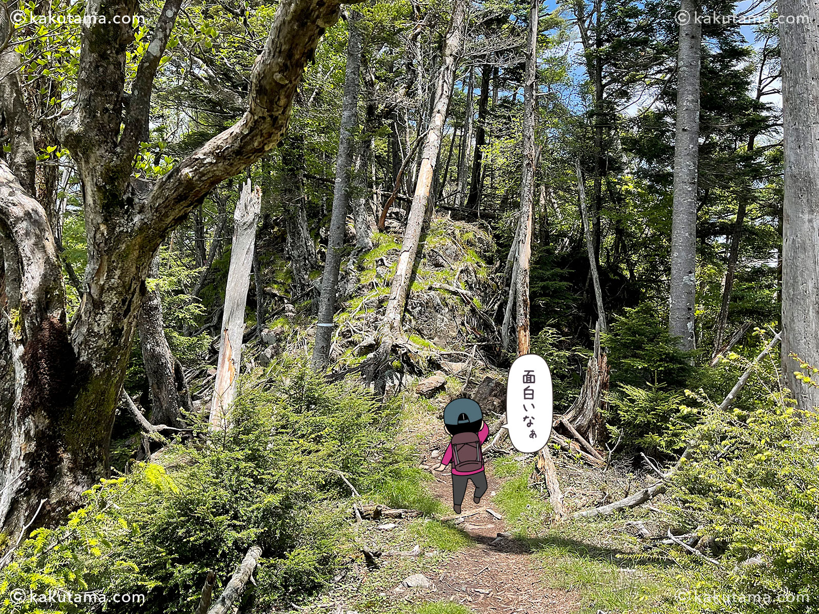 小金沢山から石丸峠へは樹林帯から始まる写真と登山者のイラスト