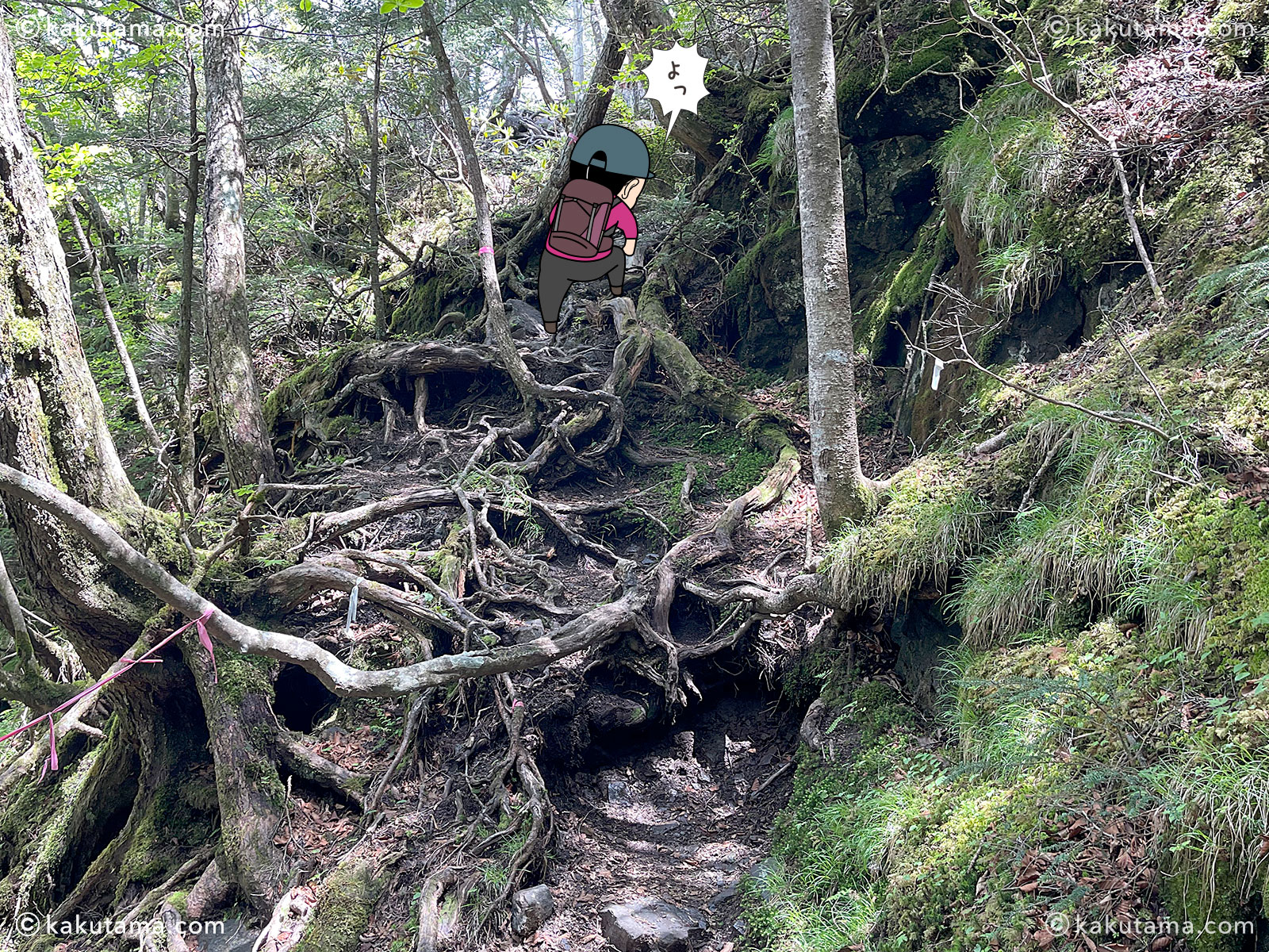 小金沢山から石丸峠ヘ向かって樹林帯を歩く登山者の写真と登山者のイラスト