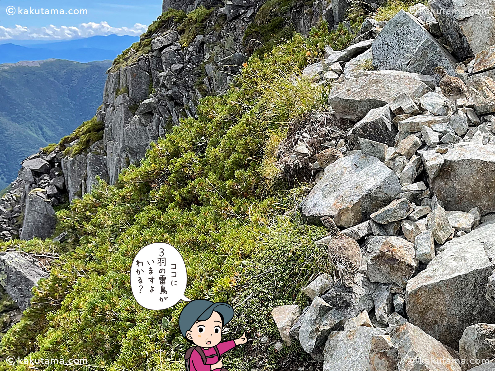大キレットで遭遇した雷鳥の写真と登山者のイラスト