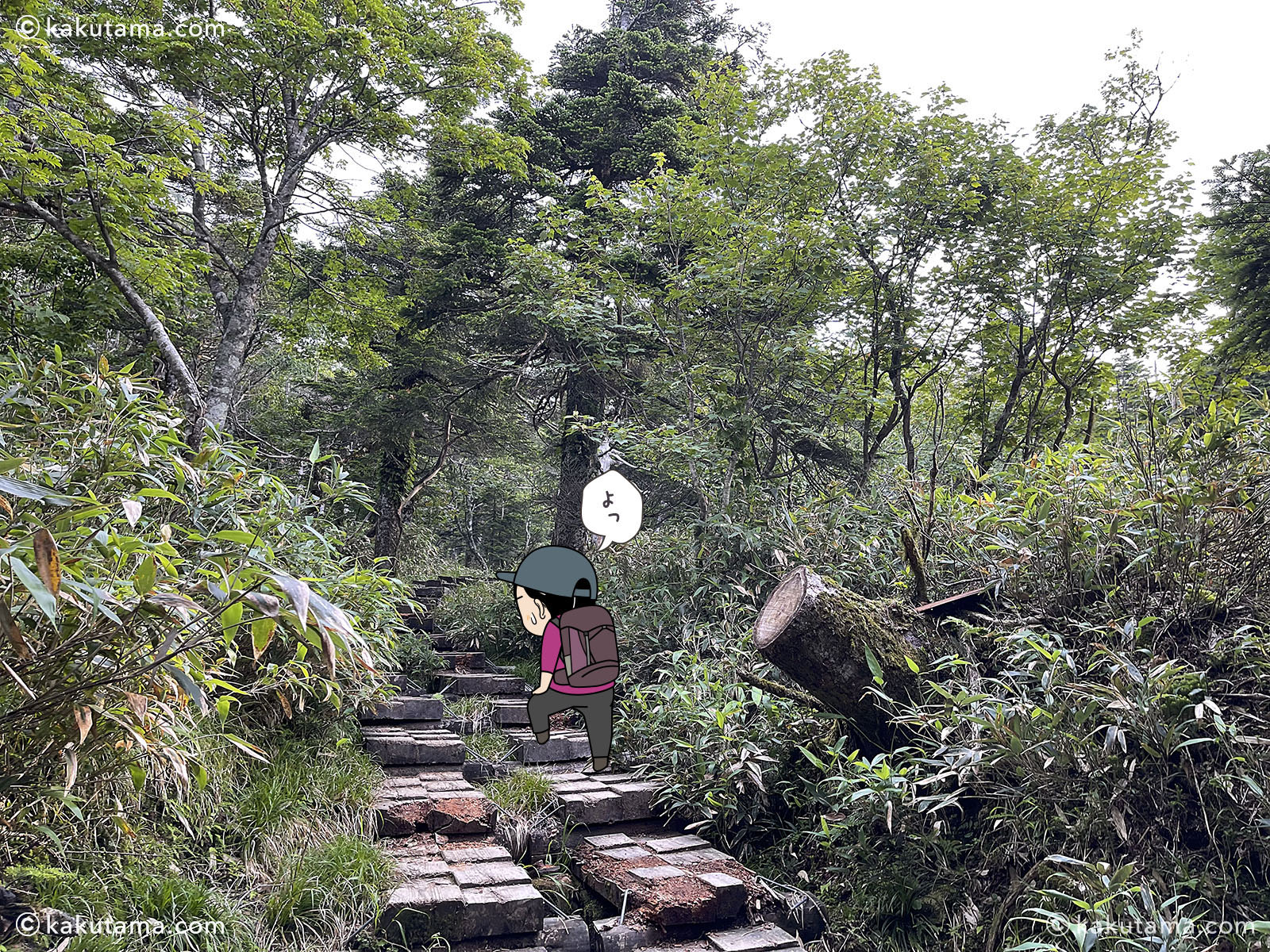 日本百名山早池峰山の小田越登山口の樹林帯の写真と登山者のイラスト