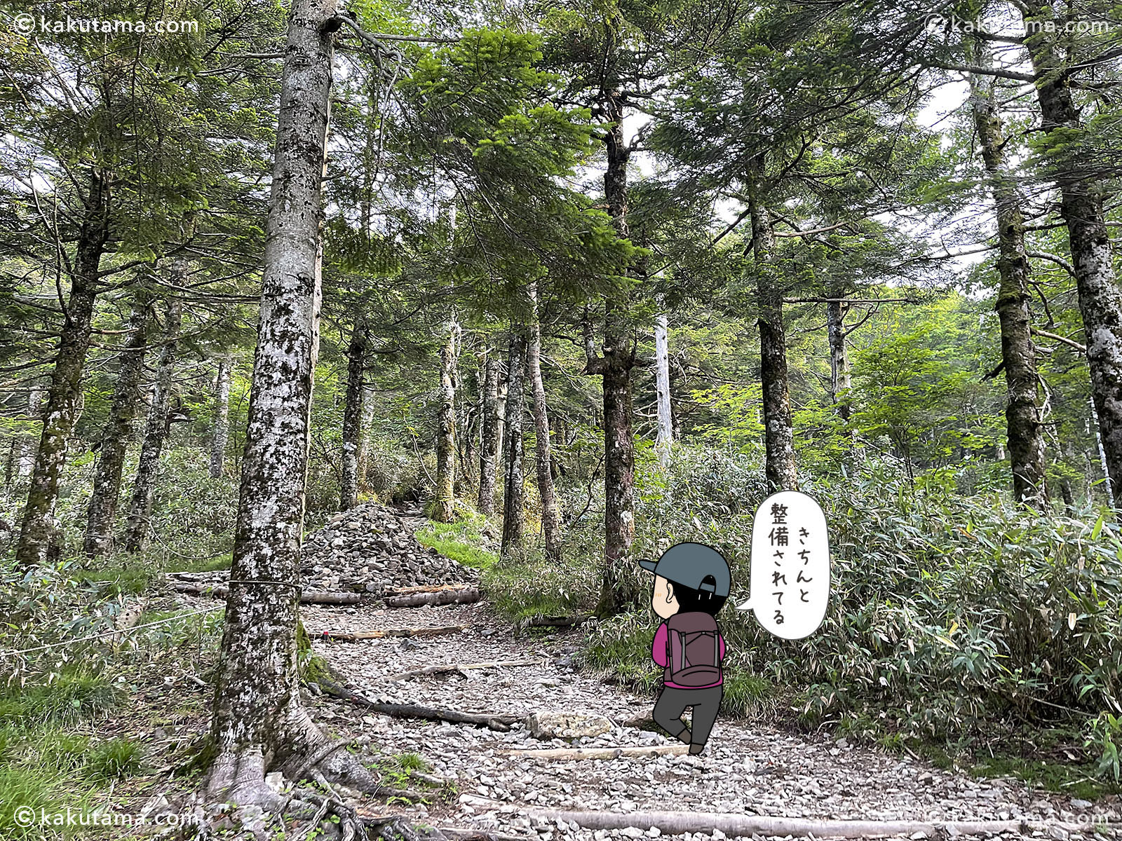 日本百名山早池峰山の小田越登山口の樹林帯の写真と登山者のイラスト