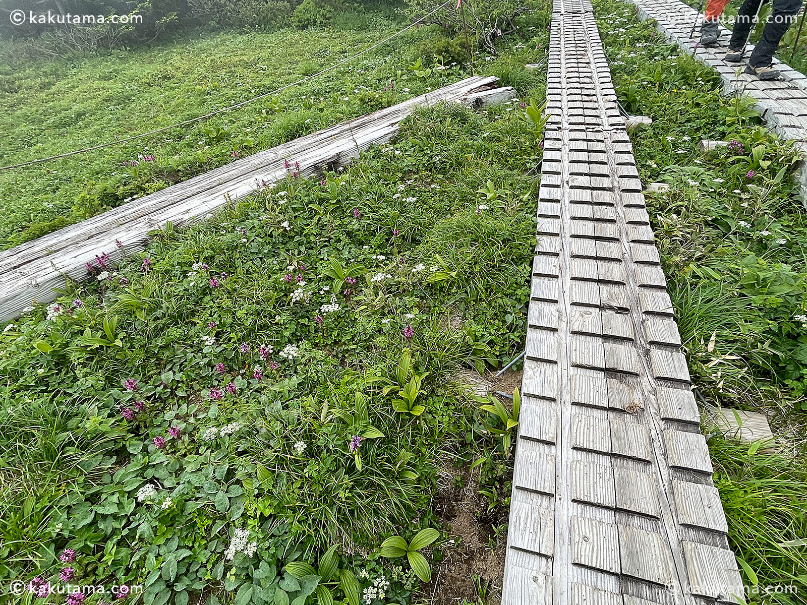 日本百名山、早池峰山の小田越コースに咲く高山植物の写真