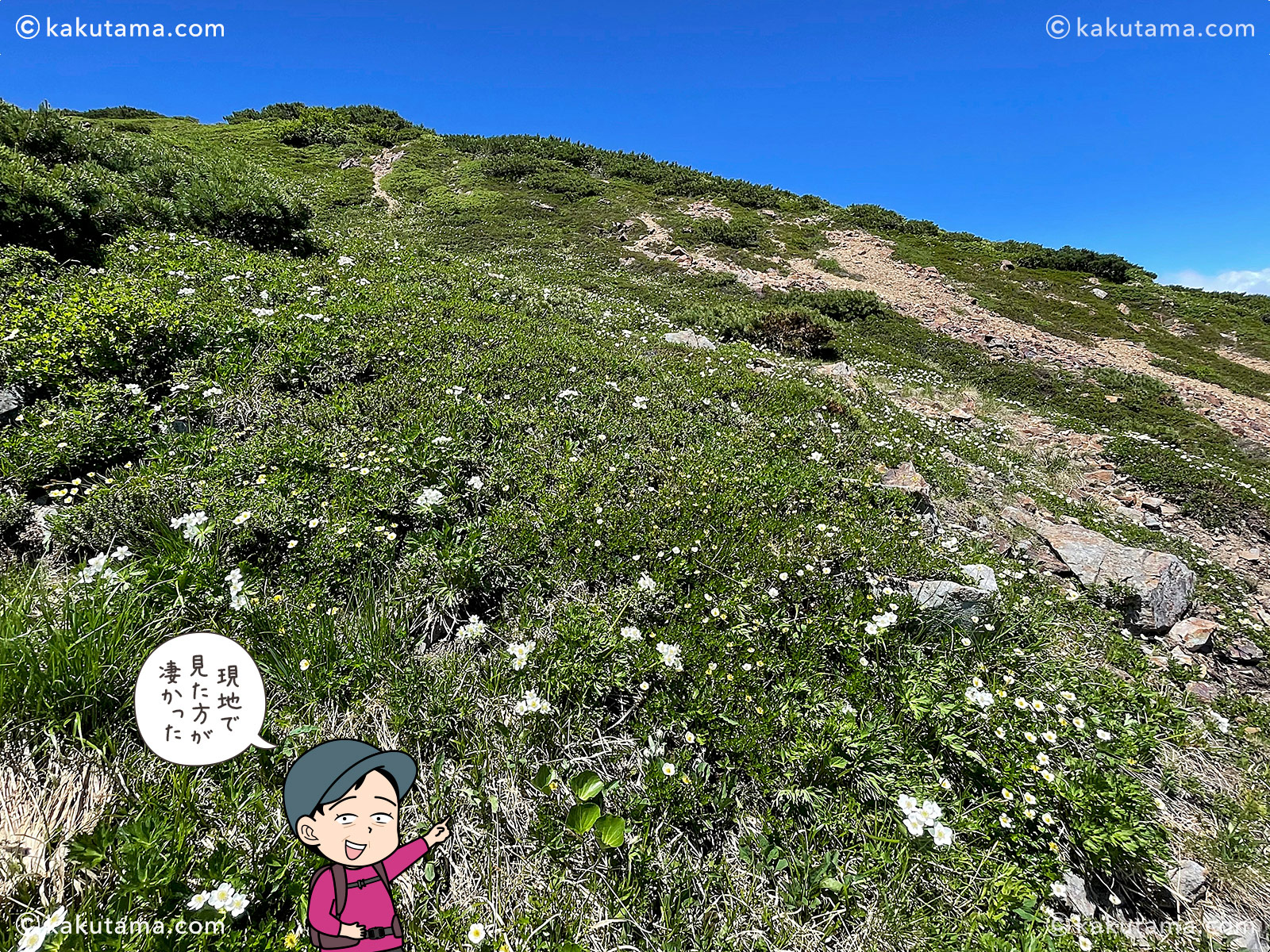 北アルプス、間山へ向かっての登山道に咲く白い花の写真と登山者のイラスト