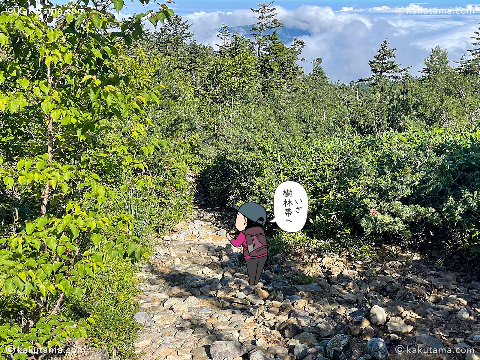 北アルプス、太郎平小屋から折立へ下山していく途中の樹林帯の写真と登山者のイラスト