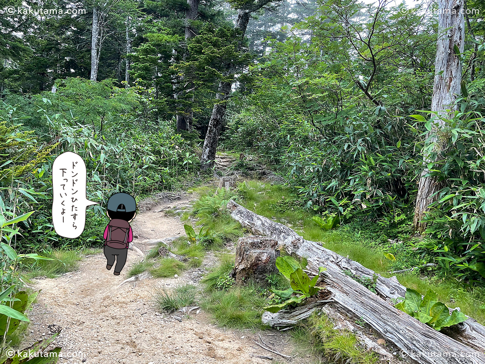 北アルプス、太郎平小屋から折立へ下山していく途中の樹林帯の写真と登山者のイラスト