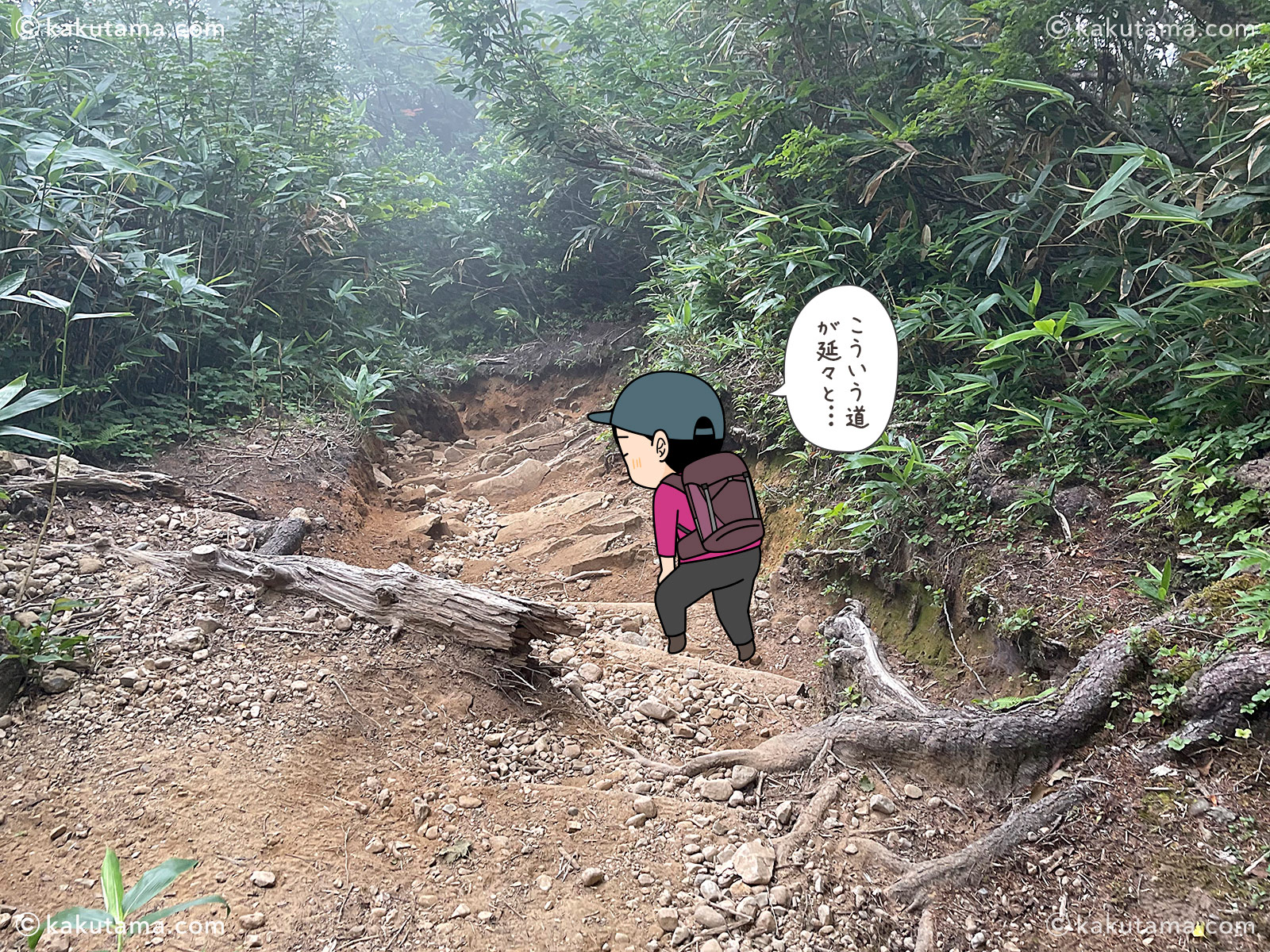 北アルプス、太郎平小屋から折立へ下山していく途中の樹林帯の写真と登山者のイラスト