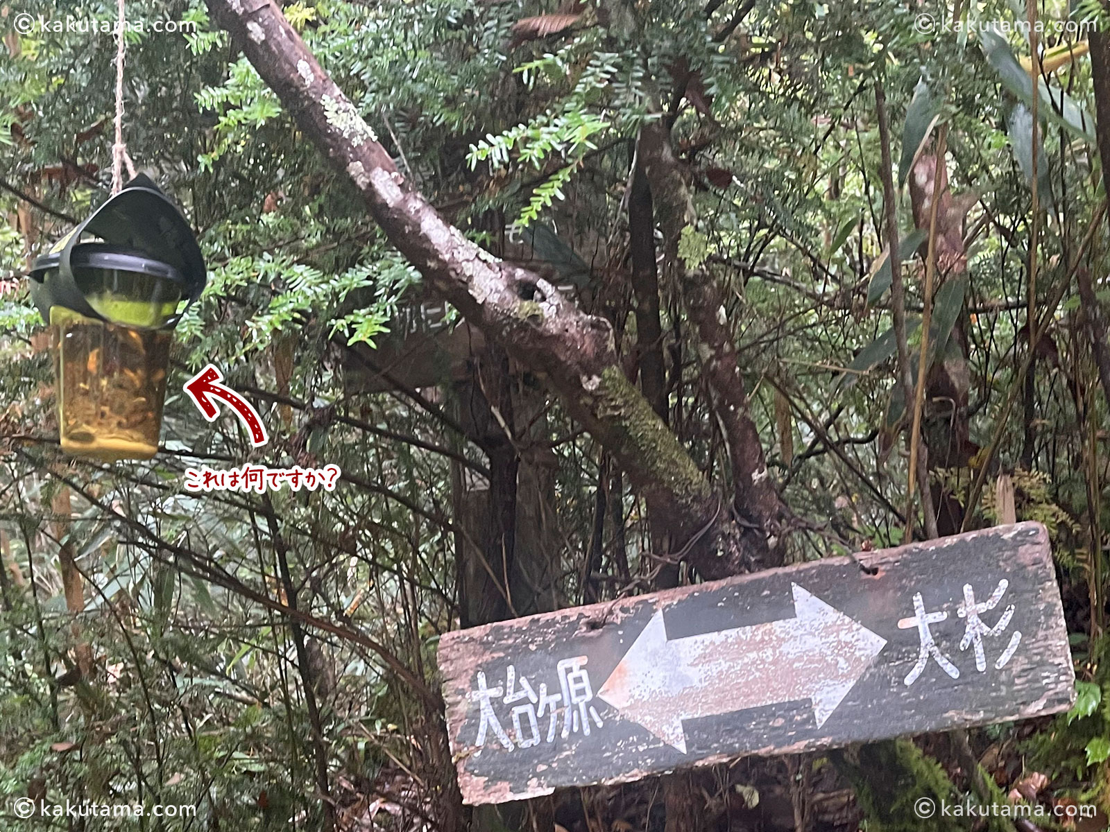 大杉谷から大台ケ原へ向かう途中の登山道の写真と登山者のイラスト