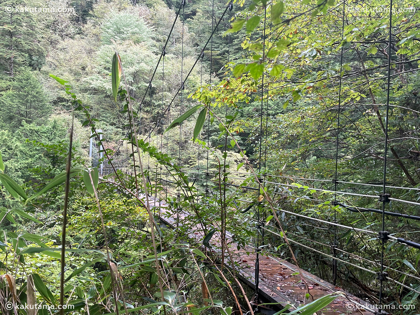 大杉谷から大台ケ原へ向かう途中の堂倉吊橋の写真と登山者のイラスト