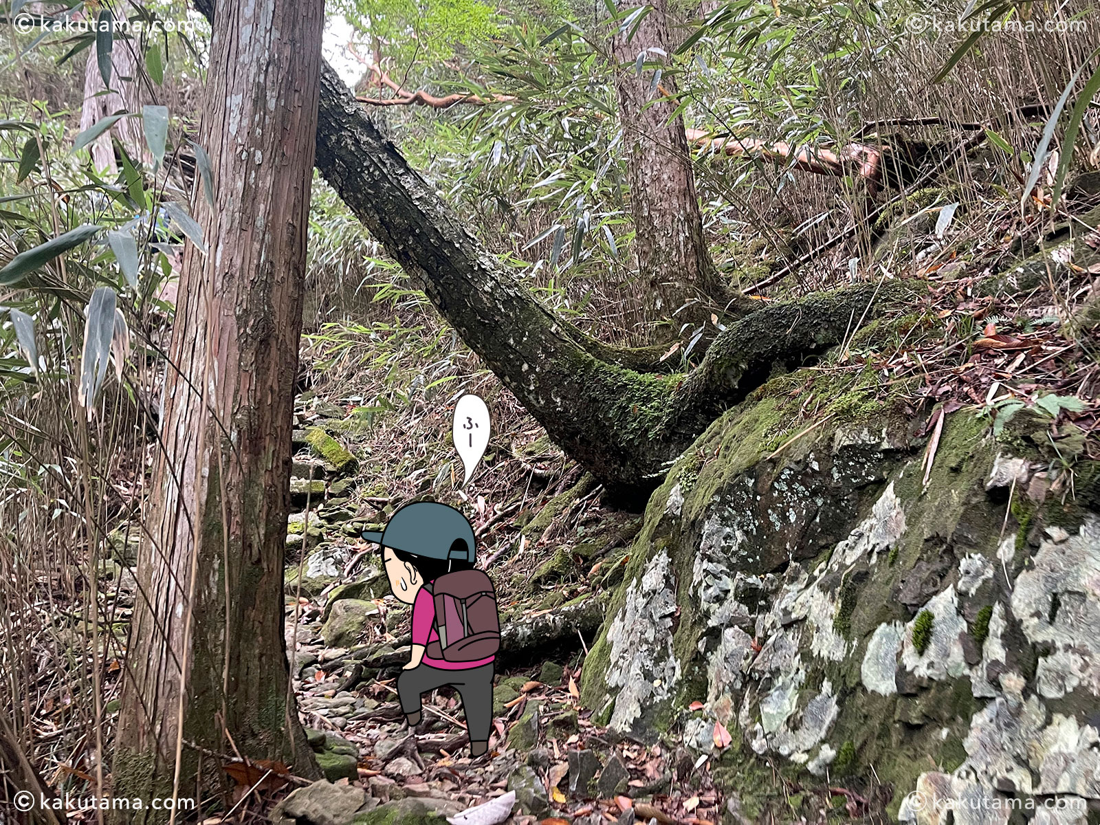 大杉谷の堂倉滝から大台ケ原へ向かっての登山道の写真と登山者のイラスト