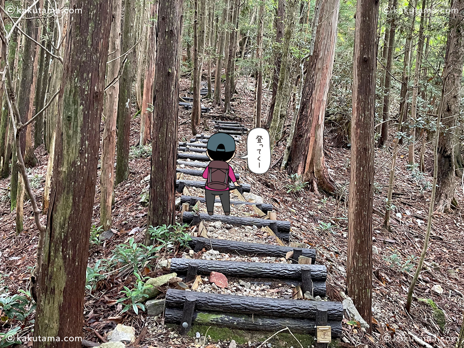 大杉谷から大台ケ原への縦走登山の登山道のシャクナゲ坂の写真と登山者のイラスト