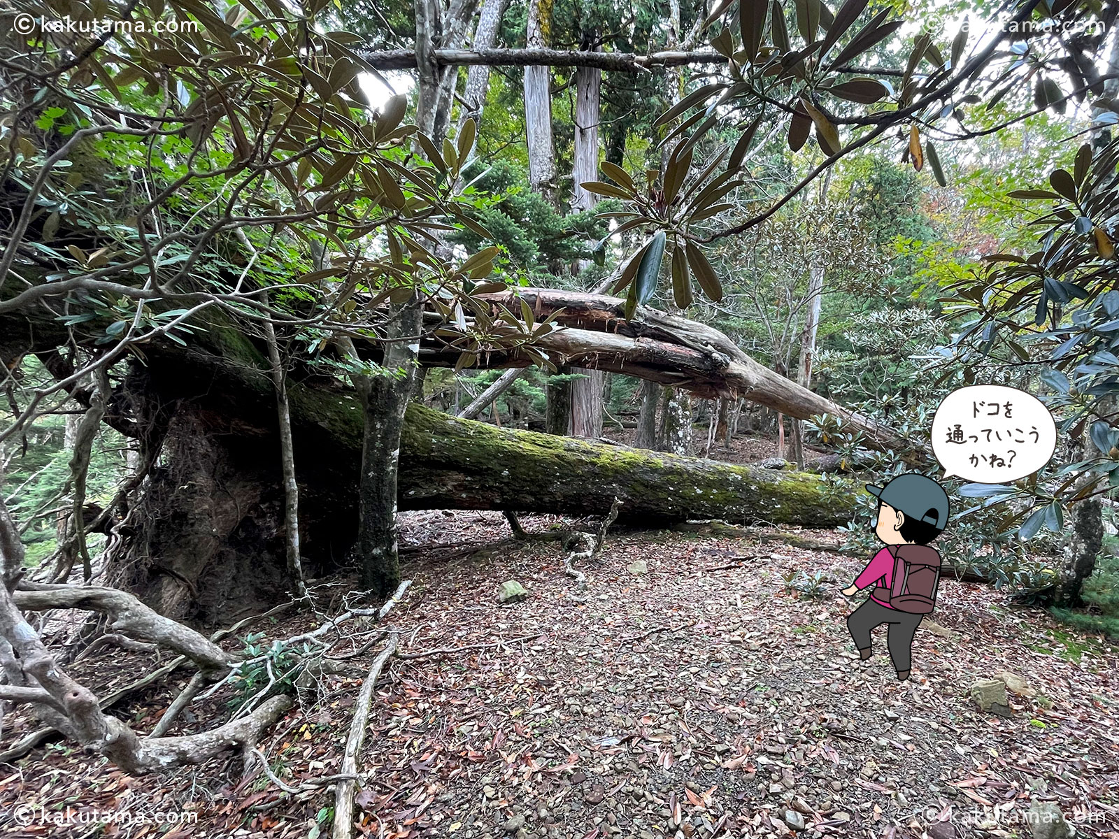 大杉谷から大台ケ原への縦走登山の登山道の写真と登山者のイラスト
