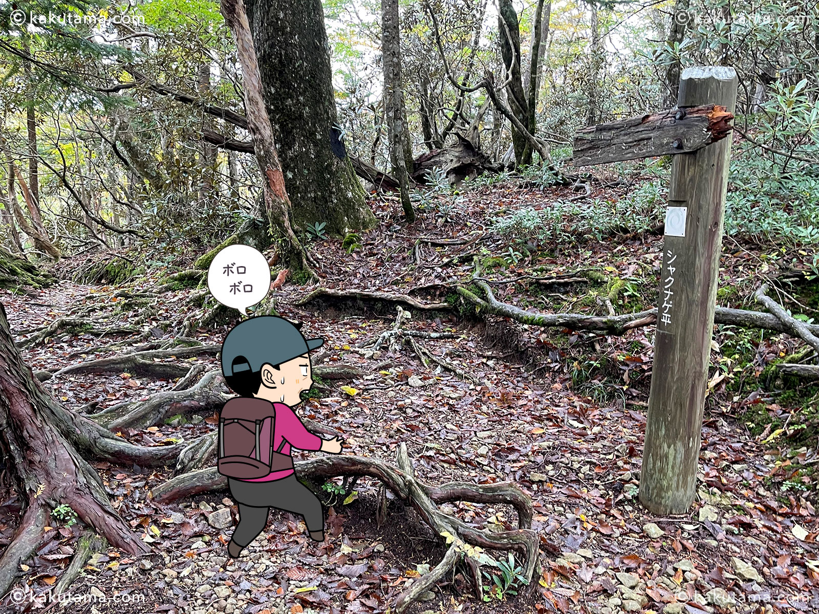 大杉谷から大台ケ原への縦走登山の登山道のシャクナゲ平の写真と登山者のイラスト