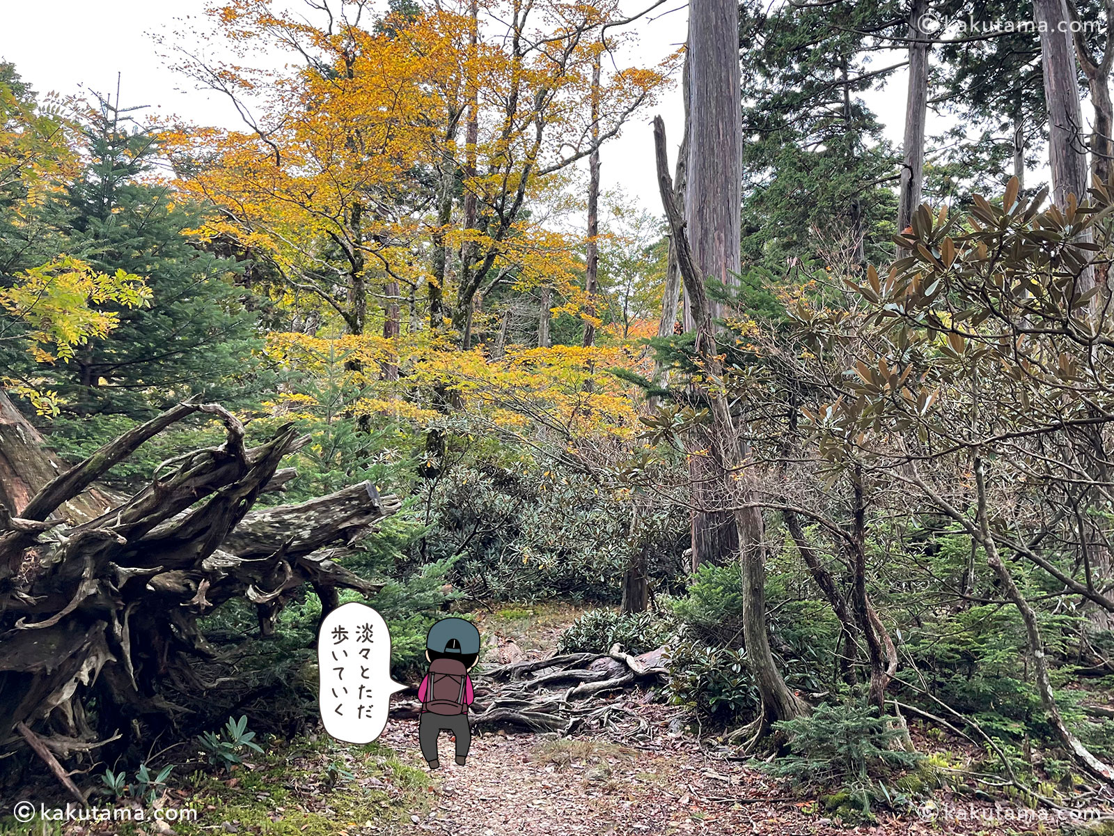 大杉谷から大台ケ原への縦走登山の登山道の写真と登山者のイラスト
