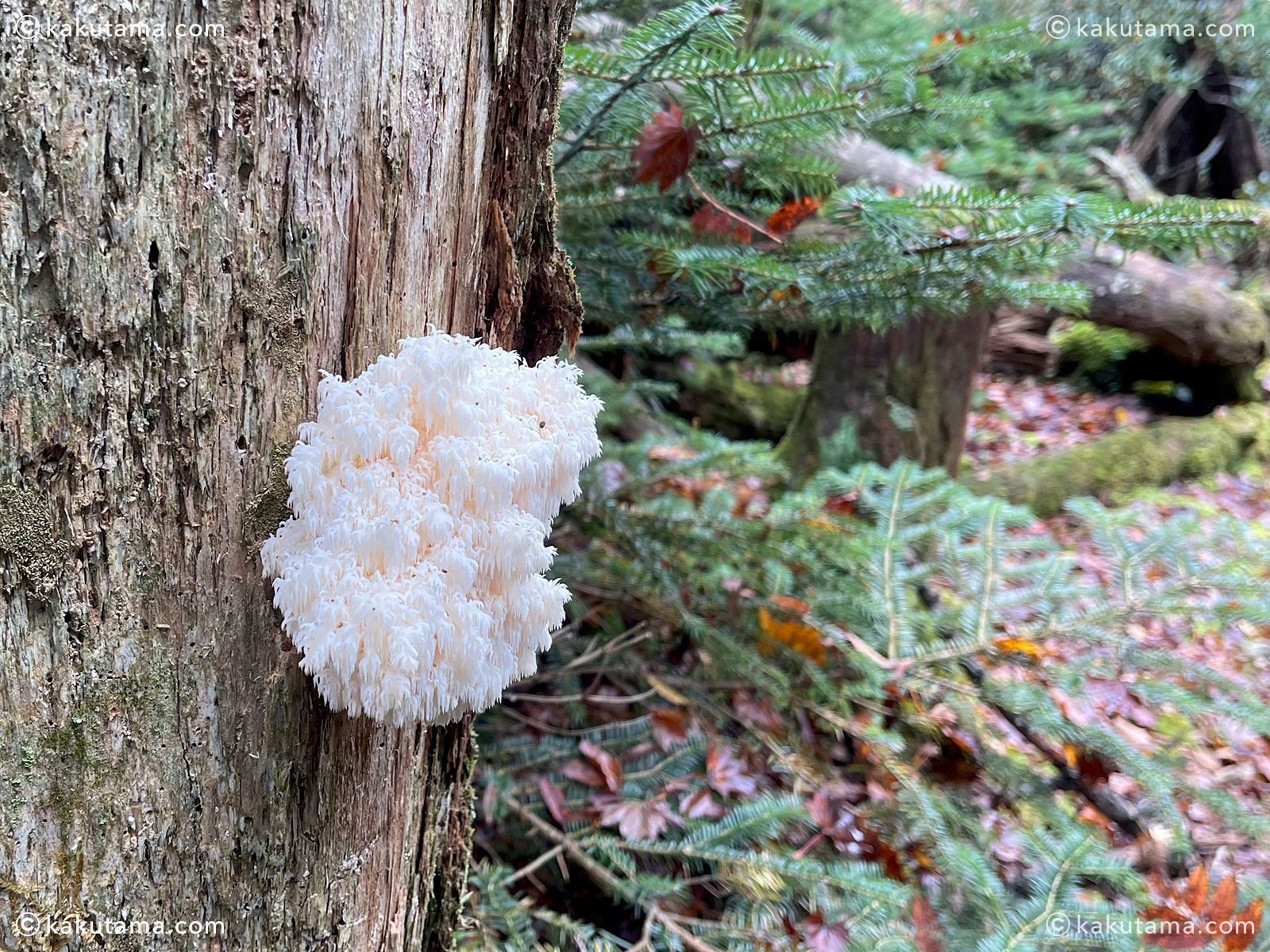 大杉谷から大台ケ原への縦走登山の登山道にあったキノコの写真と登山者のイラスト