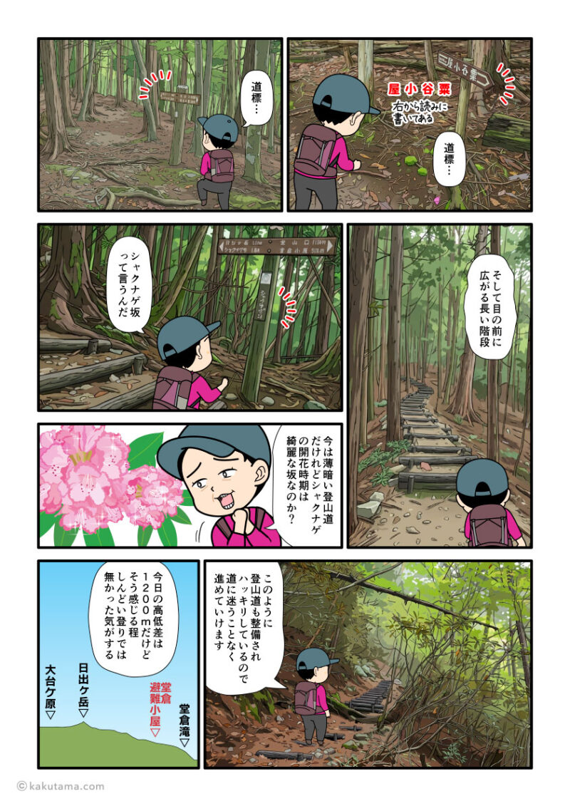 大杉谷から大台ケ原への縦走登山の登山道でシャクナゲ坂を歩く登山者の漫画とイラスト