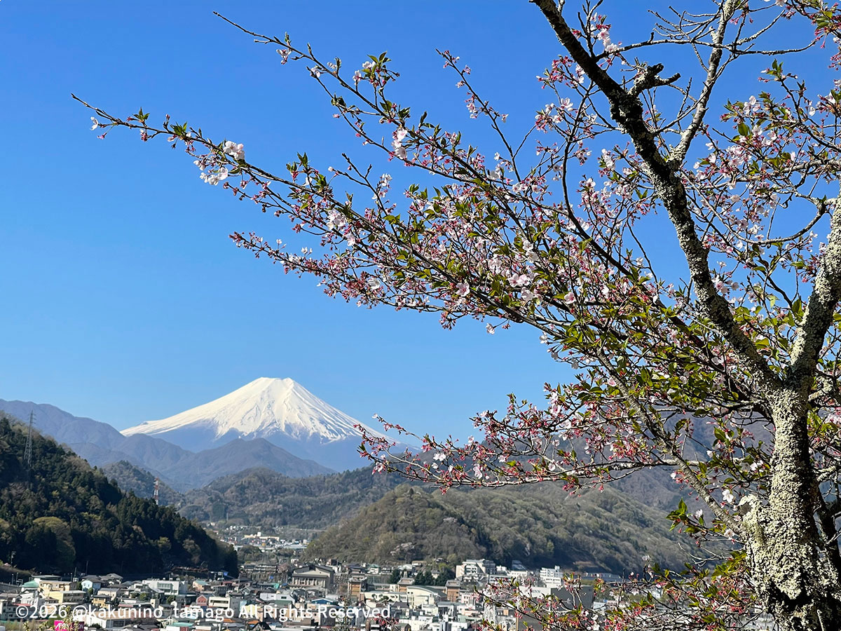 岩殿山・強瀬登山口から丸山公園への道で見た富士山の写真