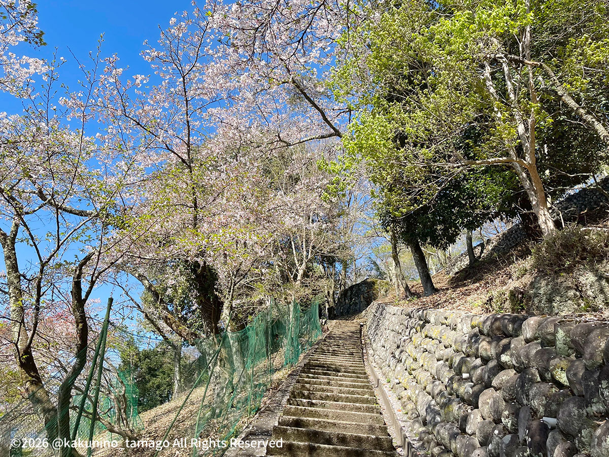丸山公園から強瀬コース方面の写真