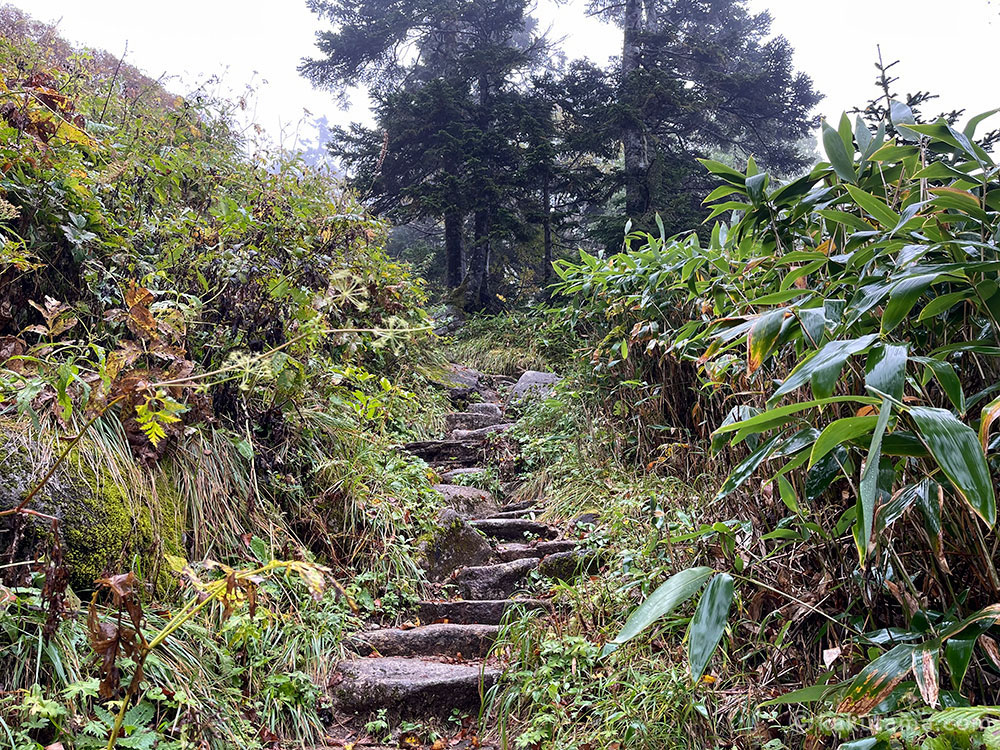 上高地と焼岳の分岐点から西穂山荘へ向かう登山道の写真