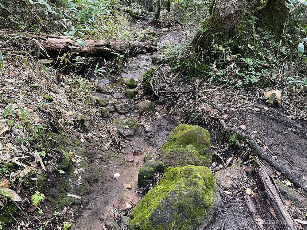 北アルプス、西穂焼岳縦走路のぬかるんでいる土斜面の写真