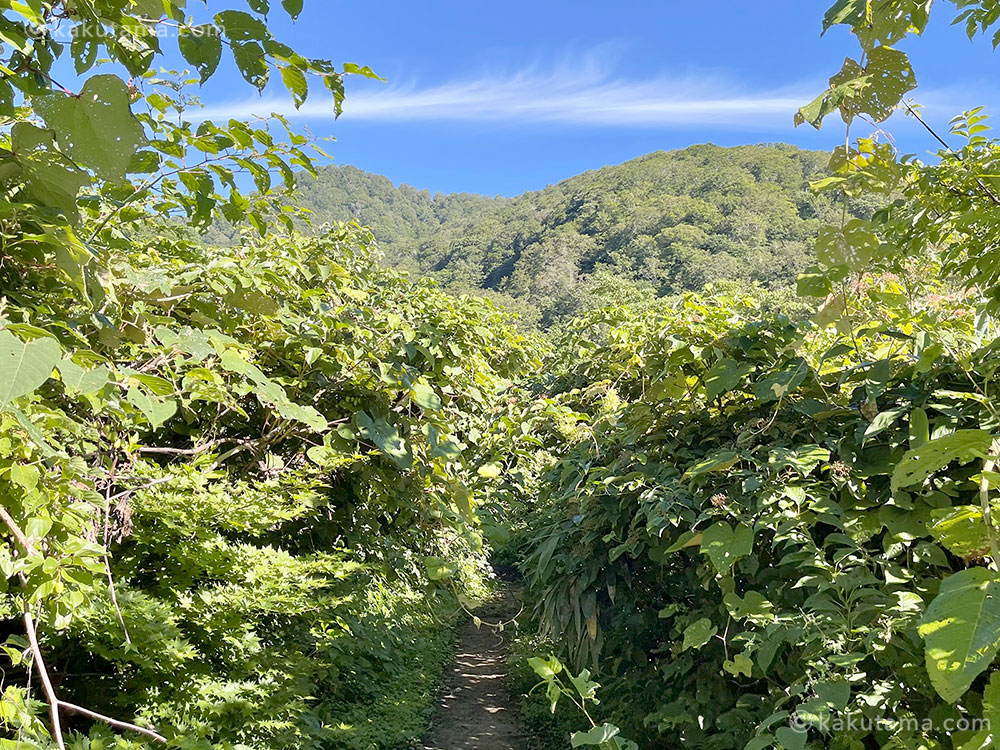 雨飾高原キャンプ場からの登山口の写真