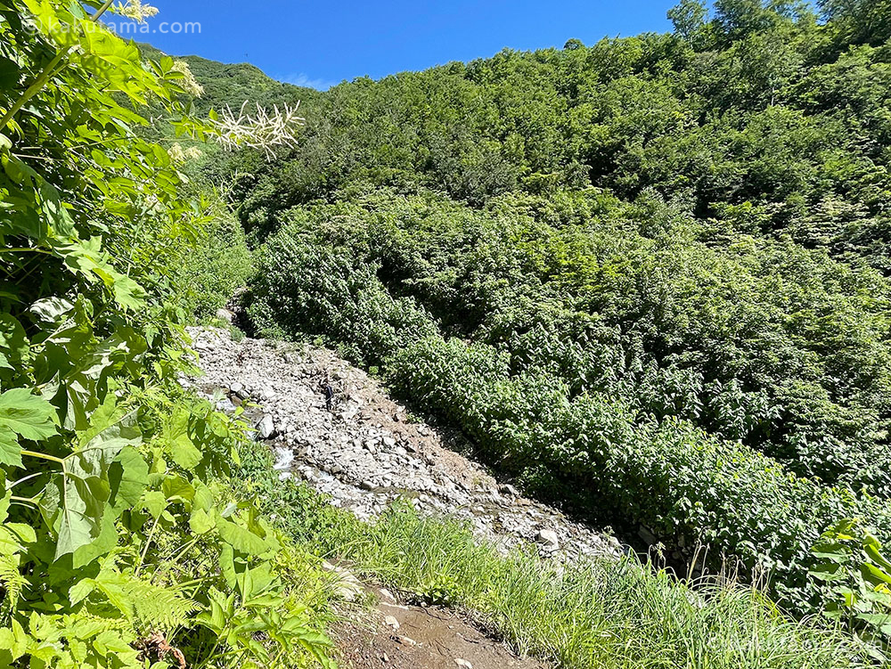 雨飾山の荒菅沢近くの登山道の写真