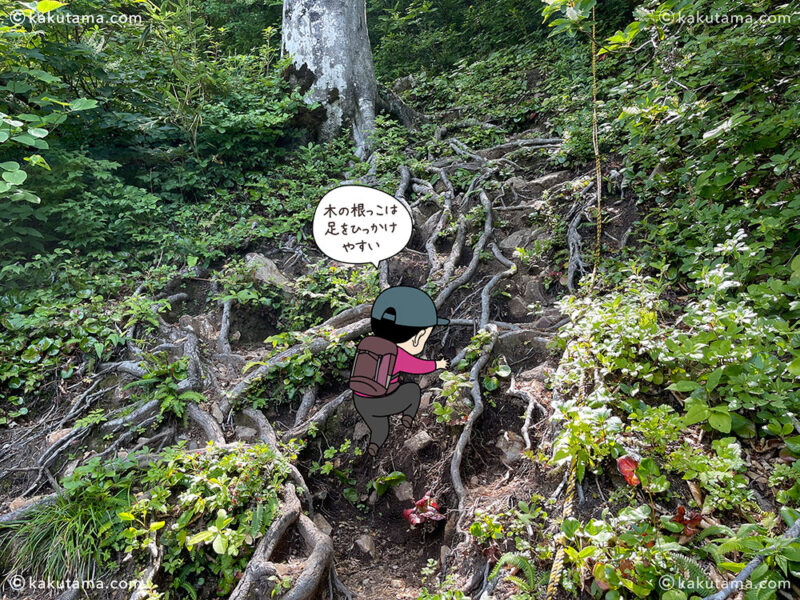 雨飾山から薬師尾根を歩いて、雨飾山荘へ下山する登山道の木の根っこの下り道の写真と登山者のイラスト
