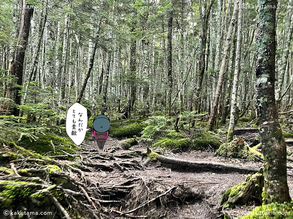 甲斐駒ヶ岳へ向かう登山道の写真と登山者のイラスト