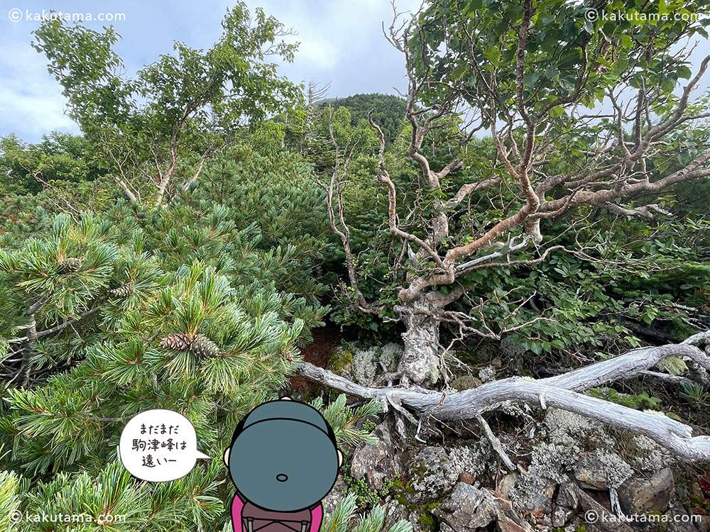 仙水峠から駒津峰への登山道の写真と登山者のイラスト