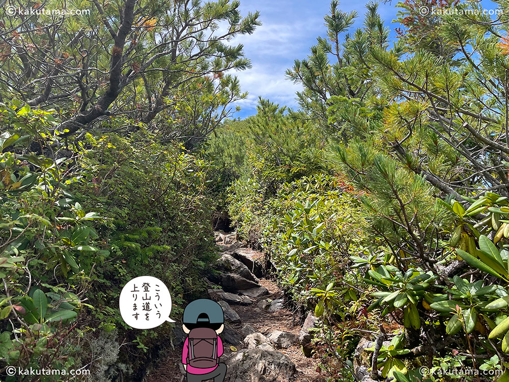 甲斐駒ヶ岳の近くの双児山の登山道の写真と登山者のイラスト